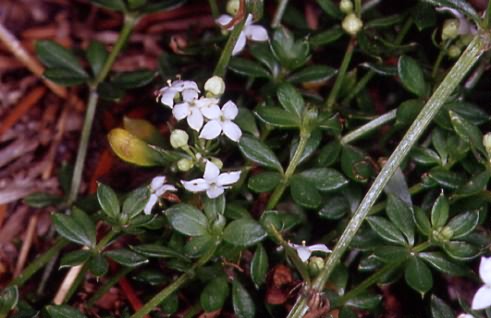 Galium saxatile