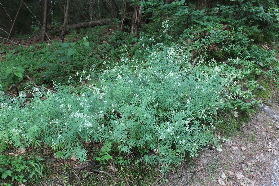 Galium schulthesii 1