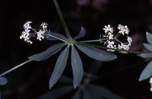Galium schulthesii 1