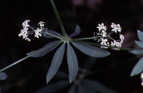 Galium schulthesii 1