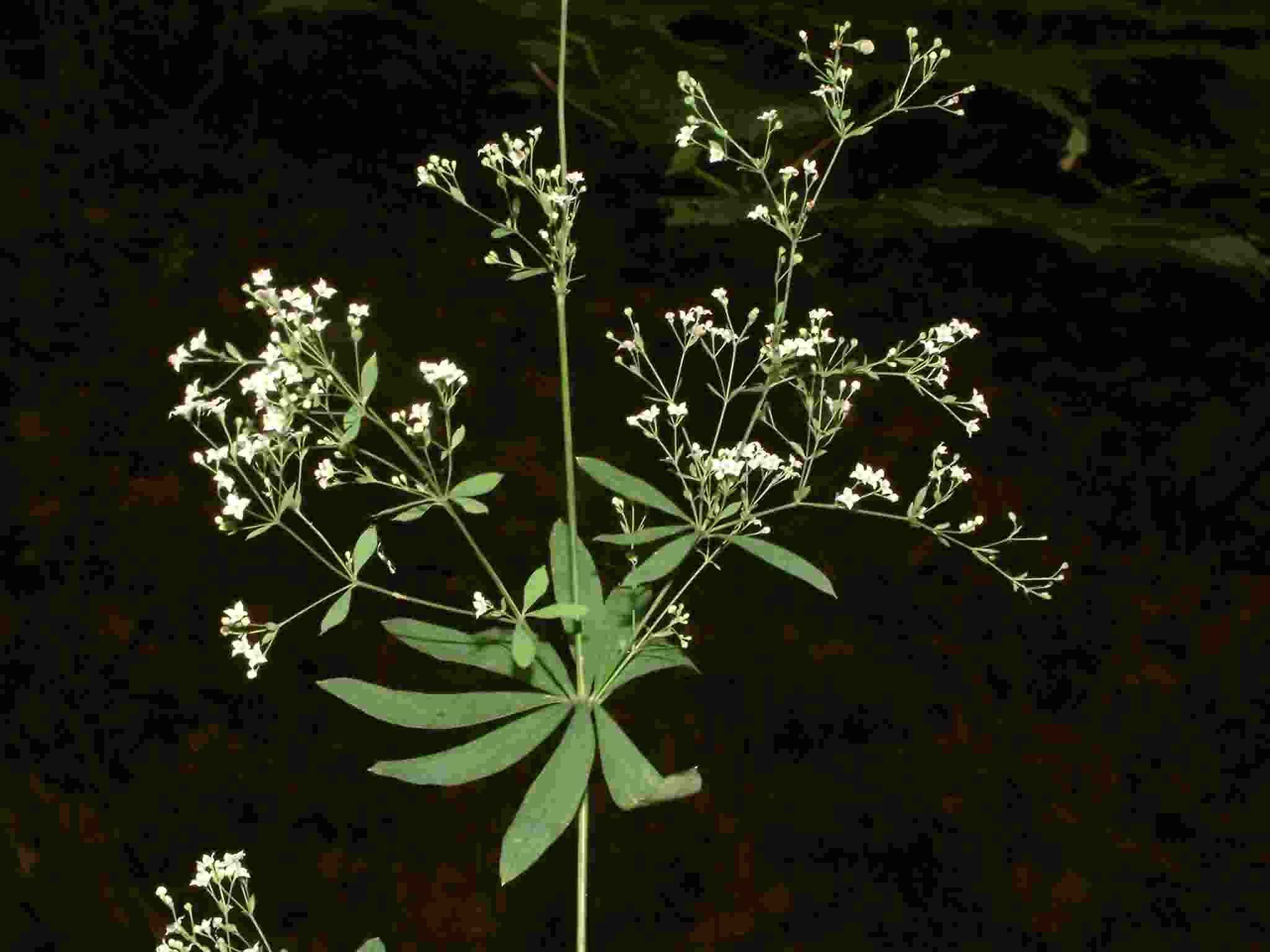 Galium sylvaticum 1