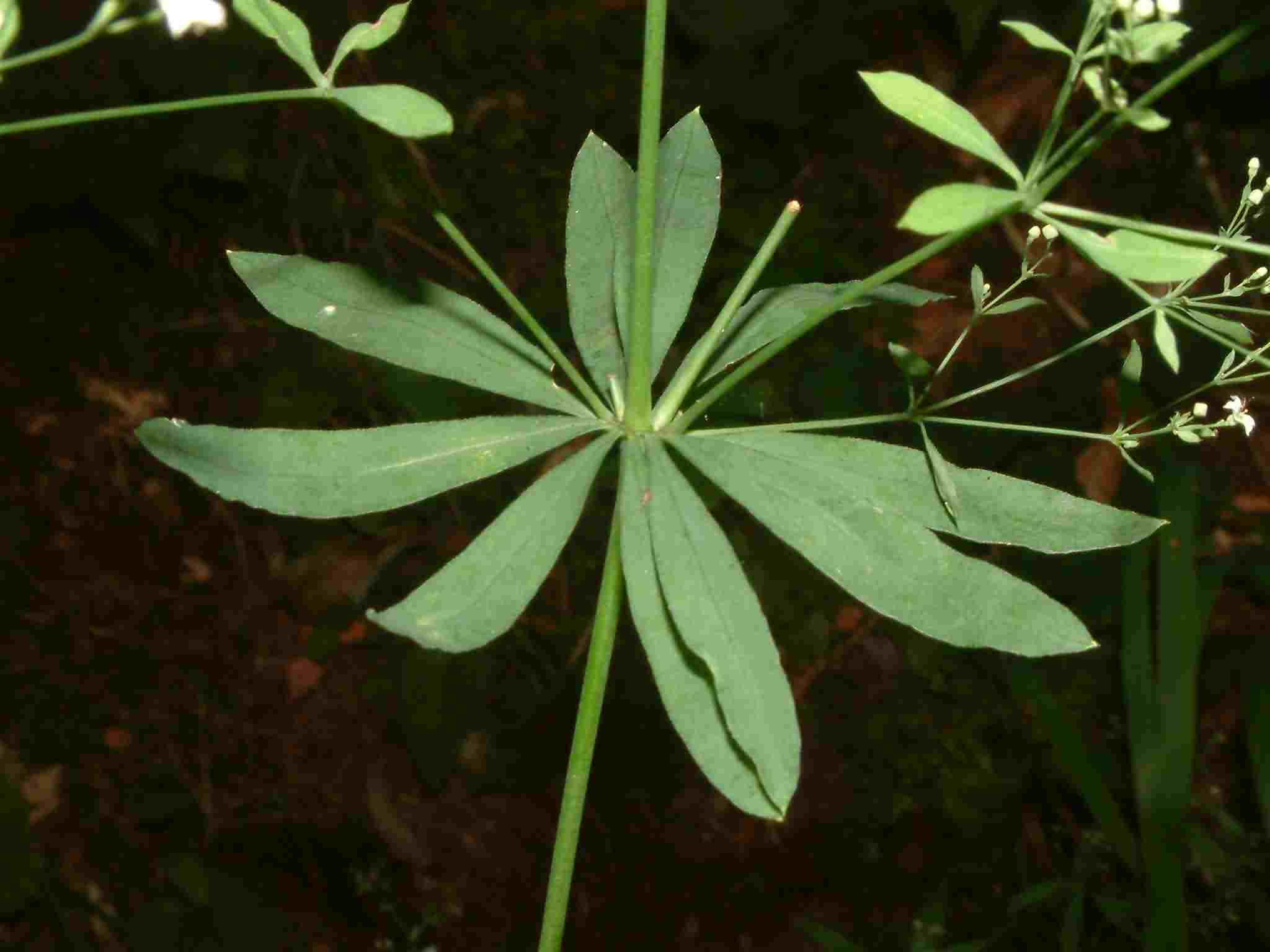 Galium sylvaticum 2