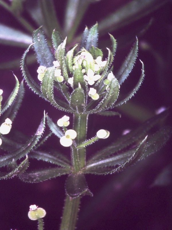 Galium tricornutum 2