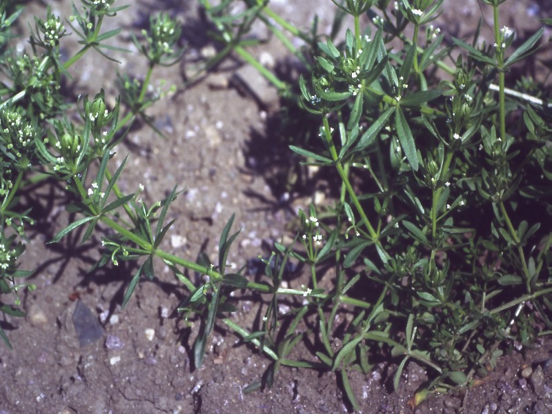 Galium tricornutum 1