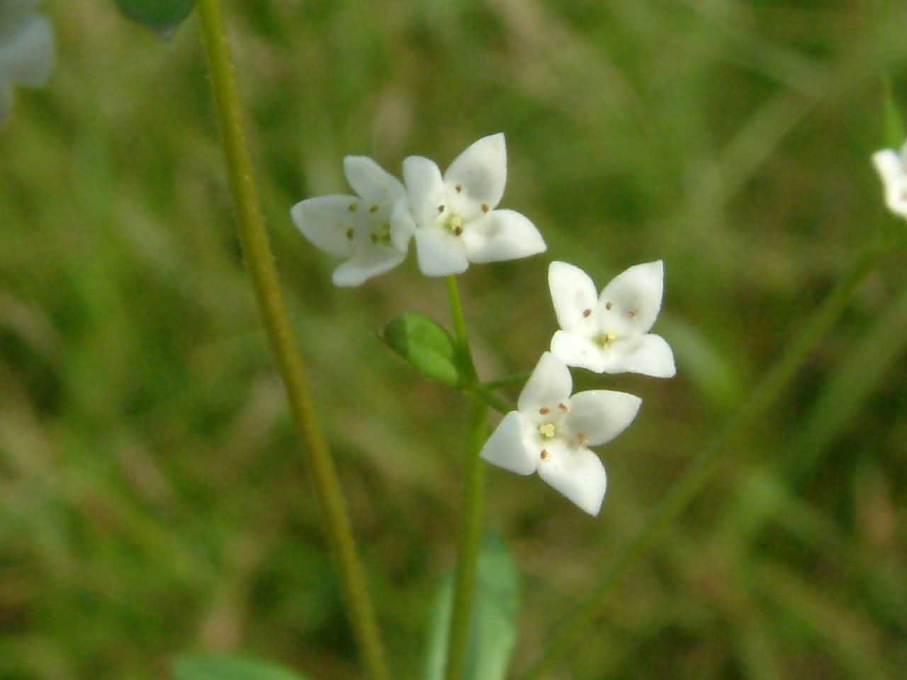 Galium uliginosum 1