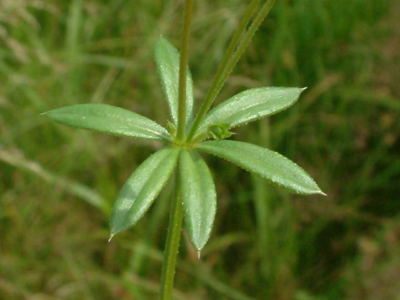 Galium uliginosum 2