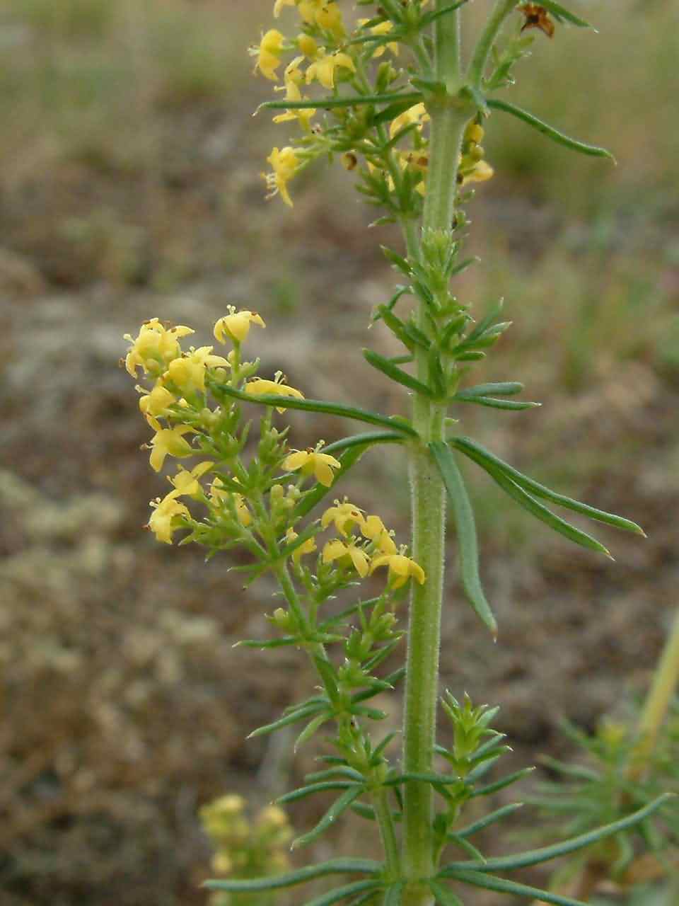 Galium verum 2