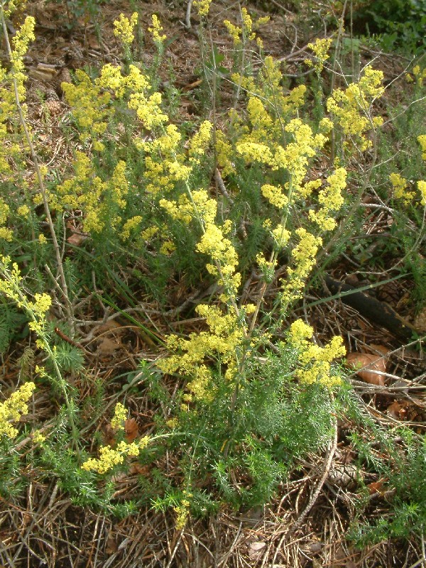 Galium verum 1