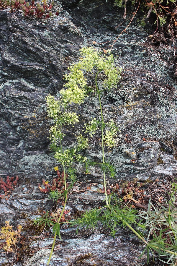 Galium Ã€ pomeranicum