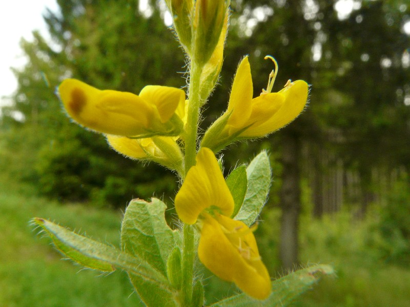 Genista germanica 2