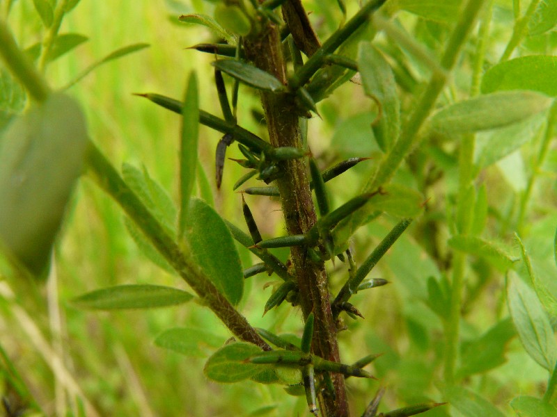 Genista germanica 3