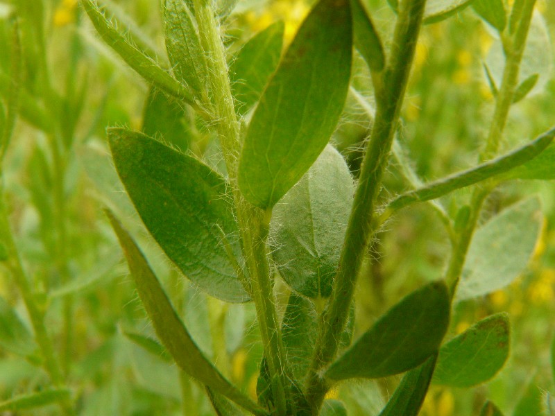 Genista germanica 4