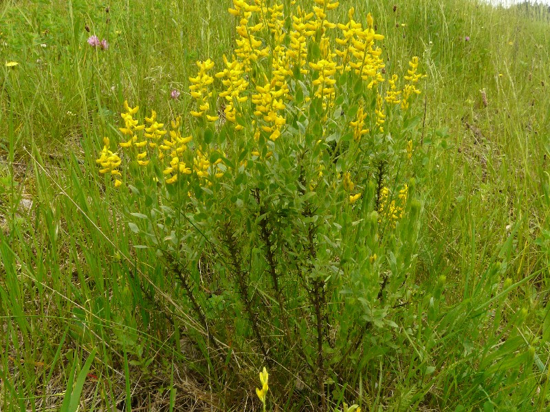 Genista germanica 1