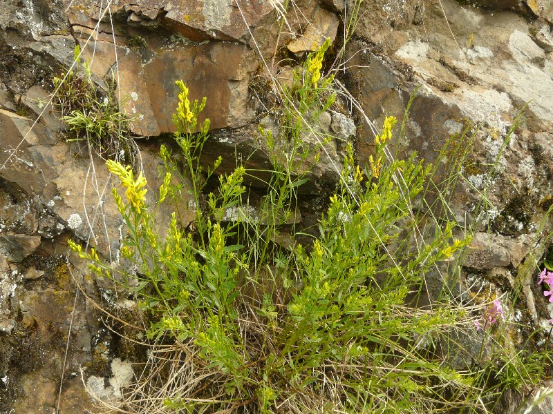 Genista tinctoria 1