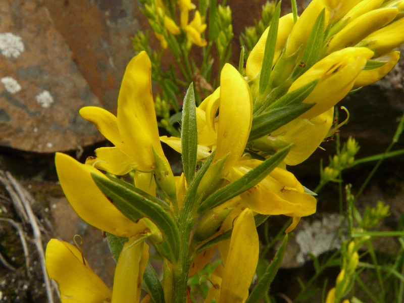 Genista tinctoria 2