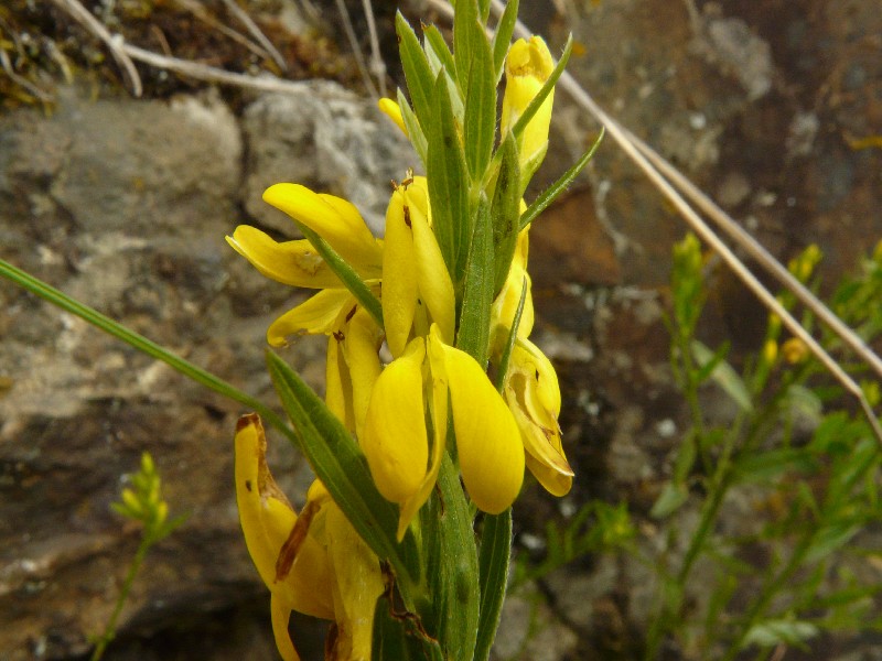 Genista tinctoria 3