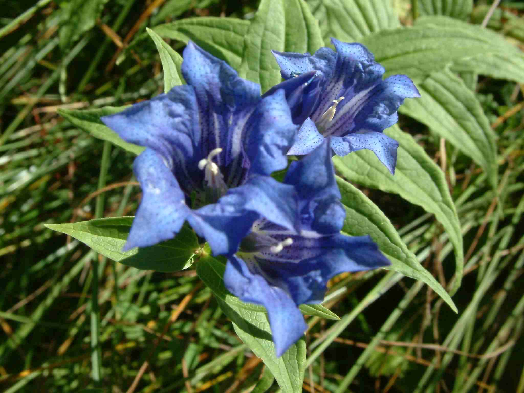 Gentiana asclepiadea 2