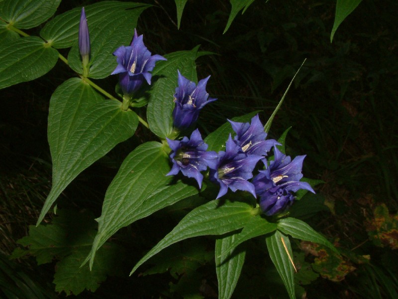 Gentiana asclepiadea 1