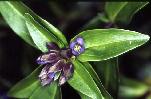 Gentiana cruciata 2