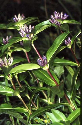 Gentiana cruciata 1