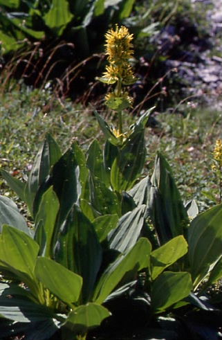 Gentiana lutea 1