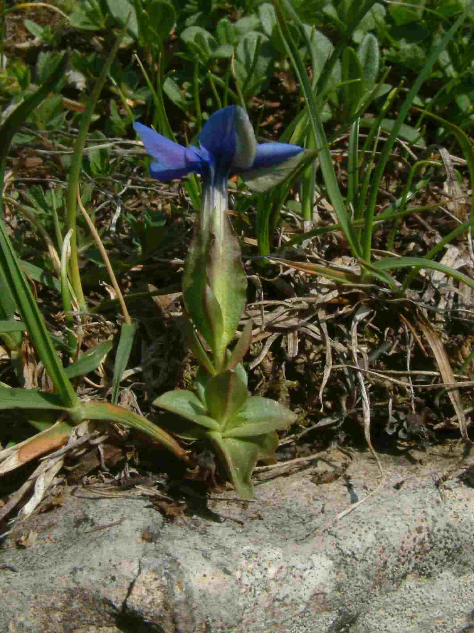 Gentiana verna 1