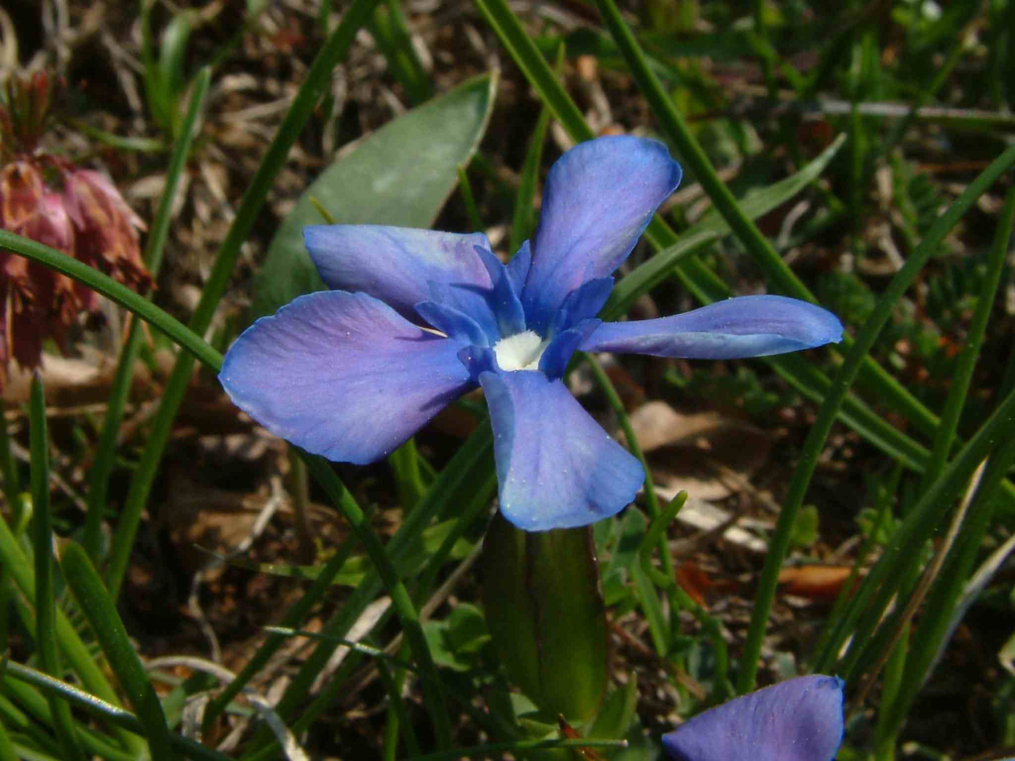 Gentiana verna 2