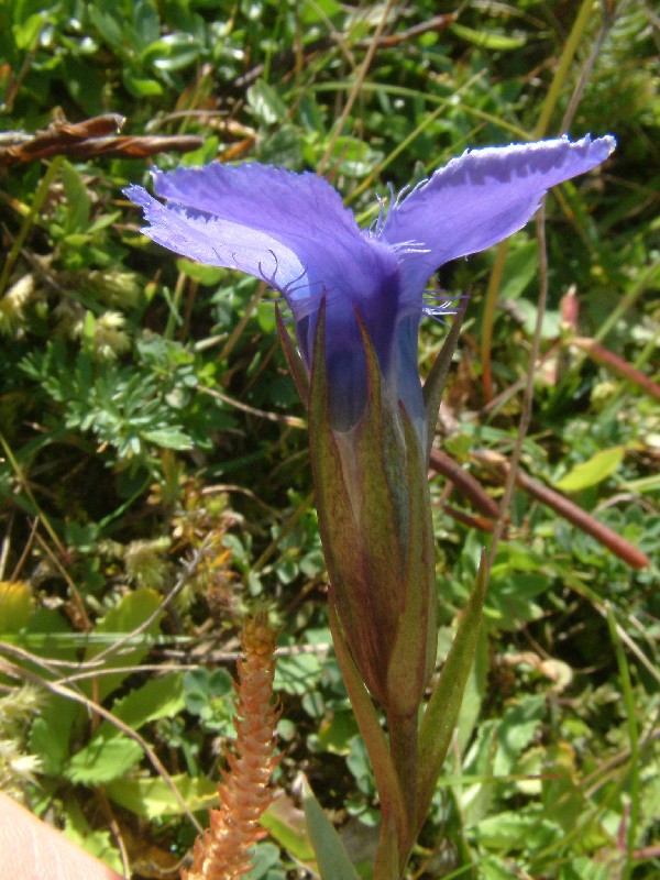 Gentianella ciliata 1