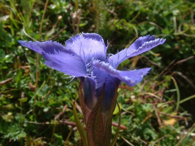 Gentianella ciliata 2