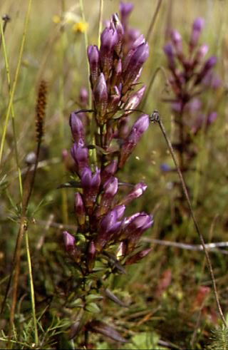 Gentianella germanica 1