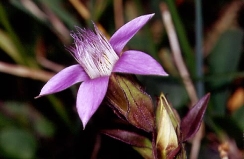 Gentianella germanica 2