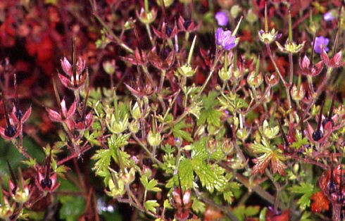 Geranium bohemicum 1