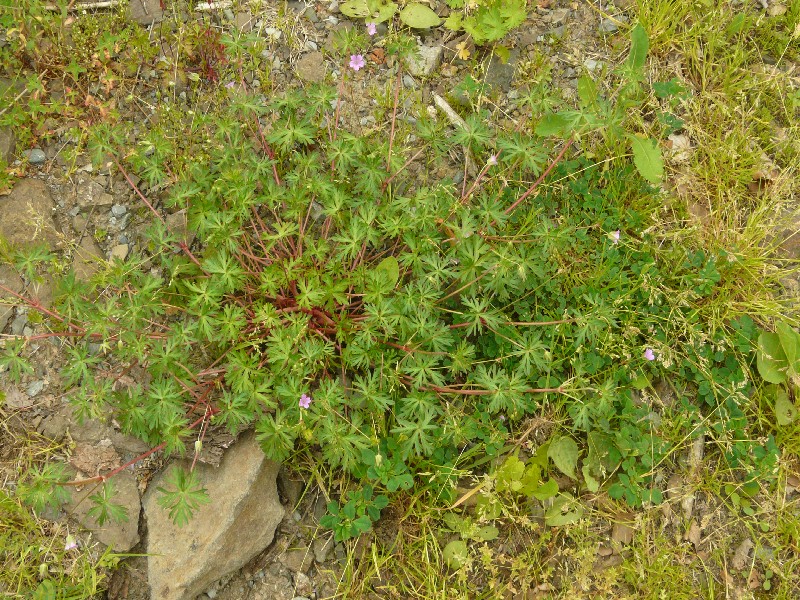 Geranium columbinum 1