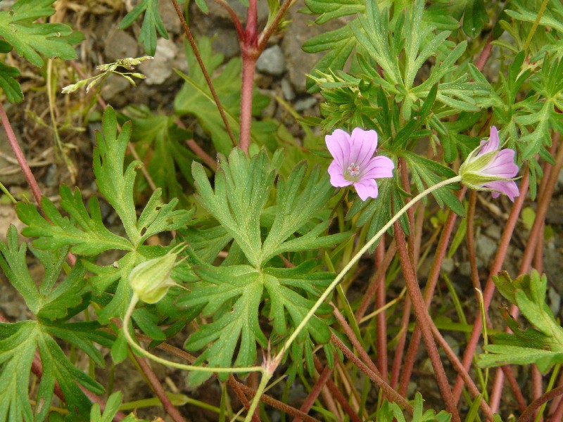 Geranium columbinum 2