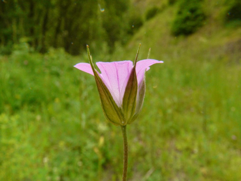 Geranium columbinum 3