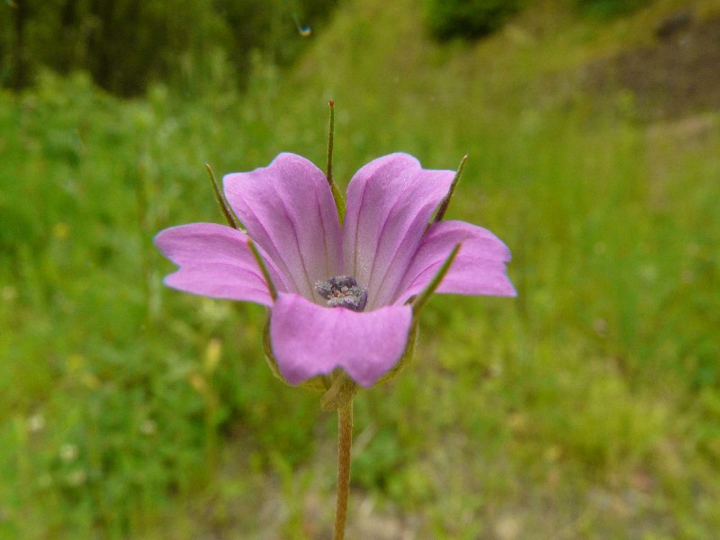 Geranium columbinum 4