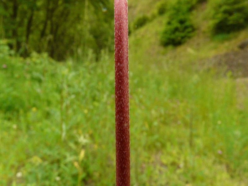 Geranium columbinum 7