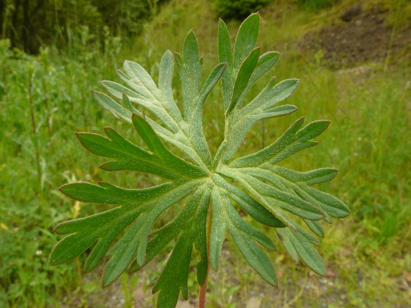 Geranium columbinum 5