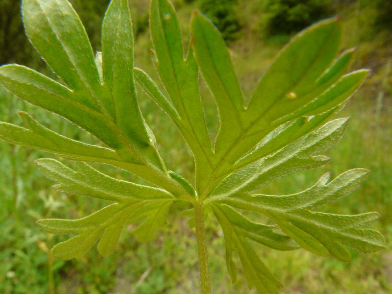 Geranium columbinum 6