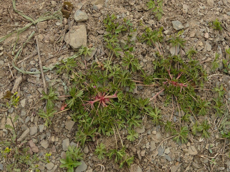 Geranium dissectum 1