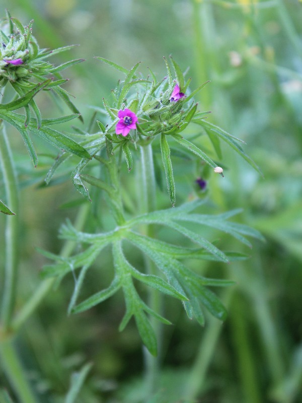 Geranium dissectum 3