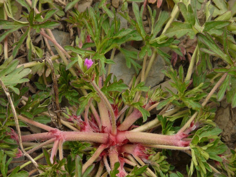 Geranium dissectum 2