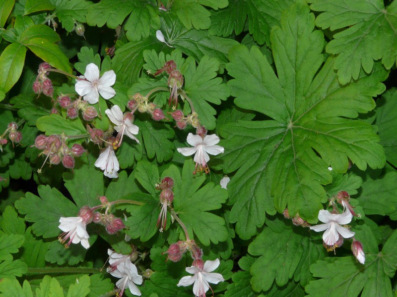 Geranium macrorrhizum 1