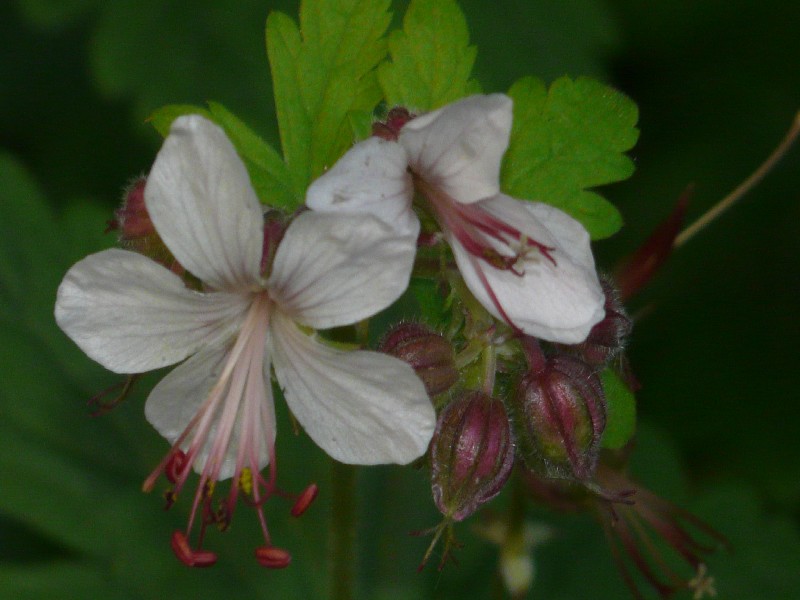 Geranium macrorrhizum 2