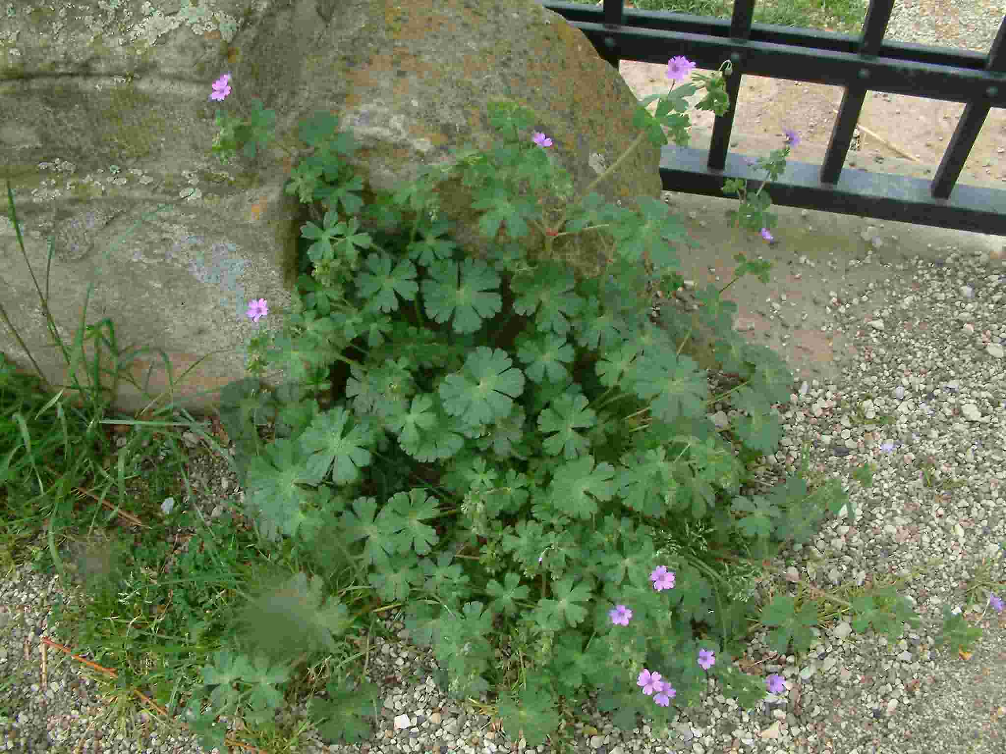 Geranium molle 1