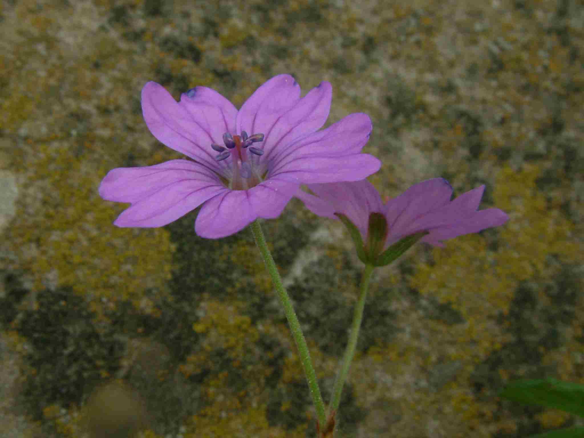 Geranium molle 2