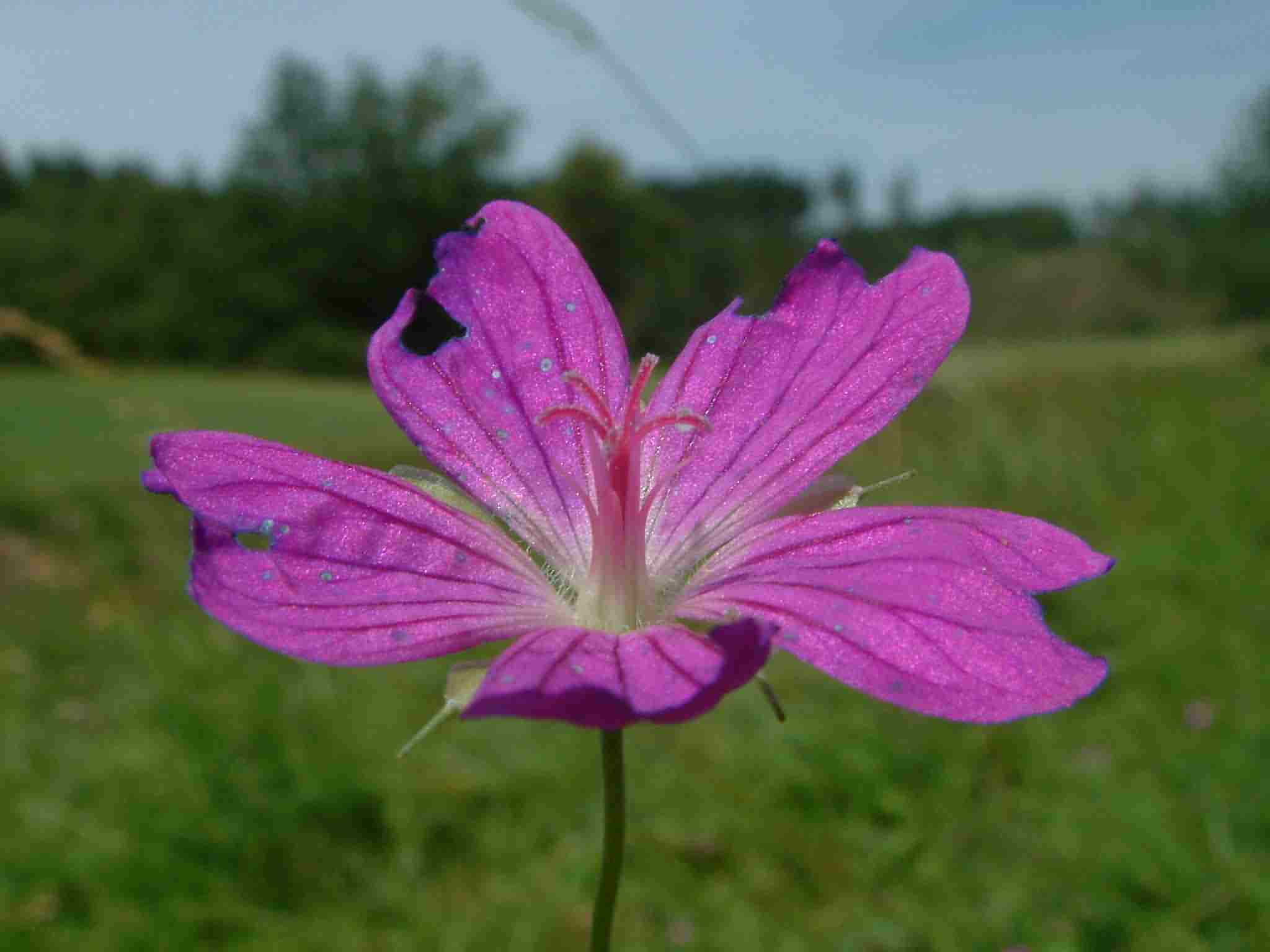 Geranium palustre 2