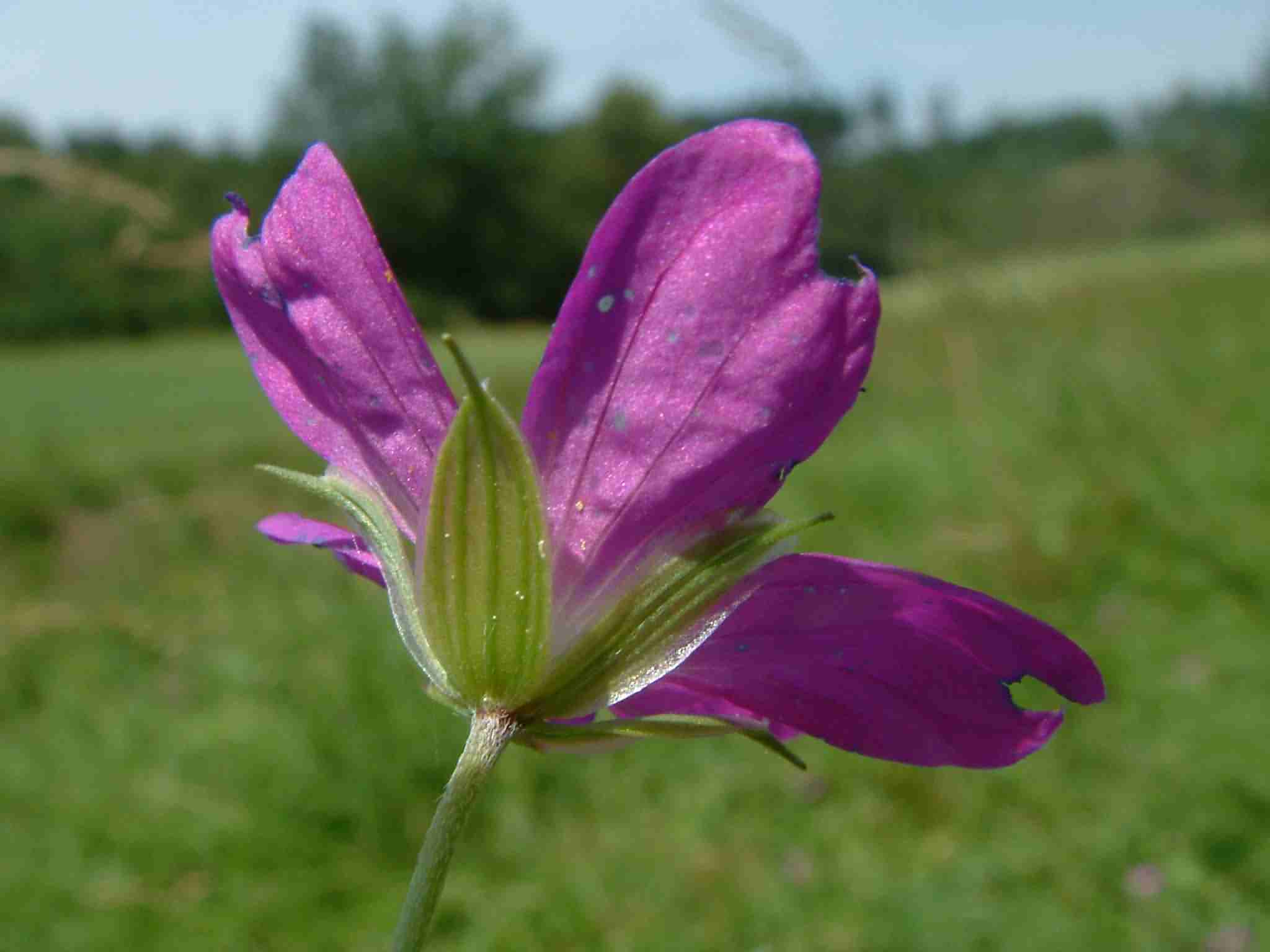 Geranium palustre 3