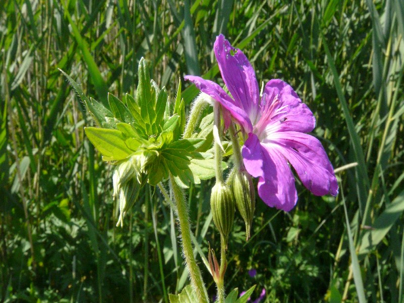 Geranium palustre 1