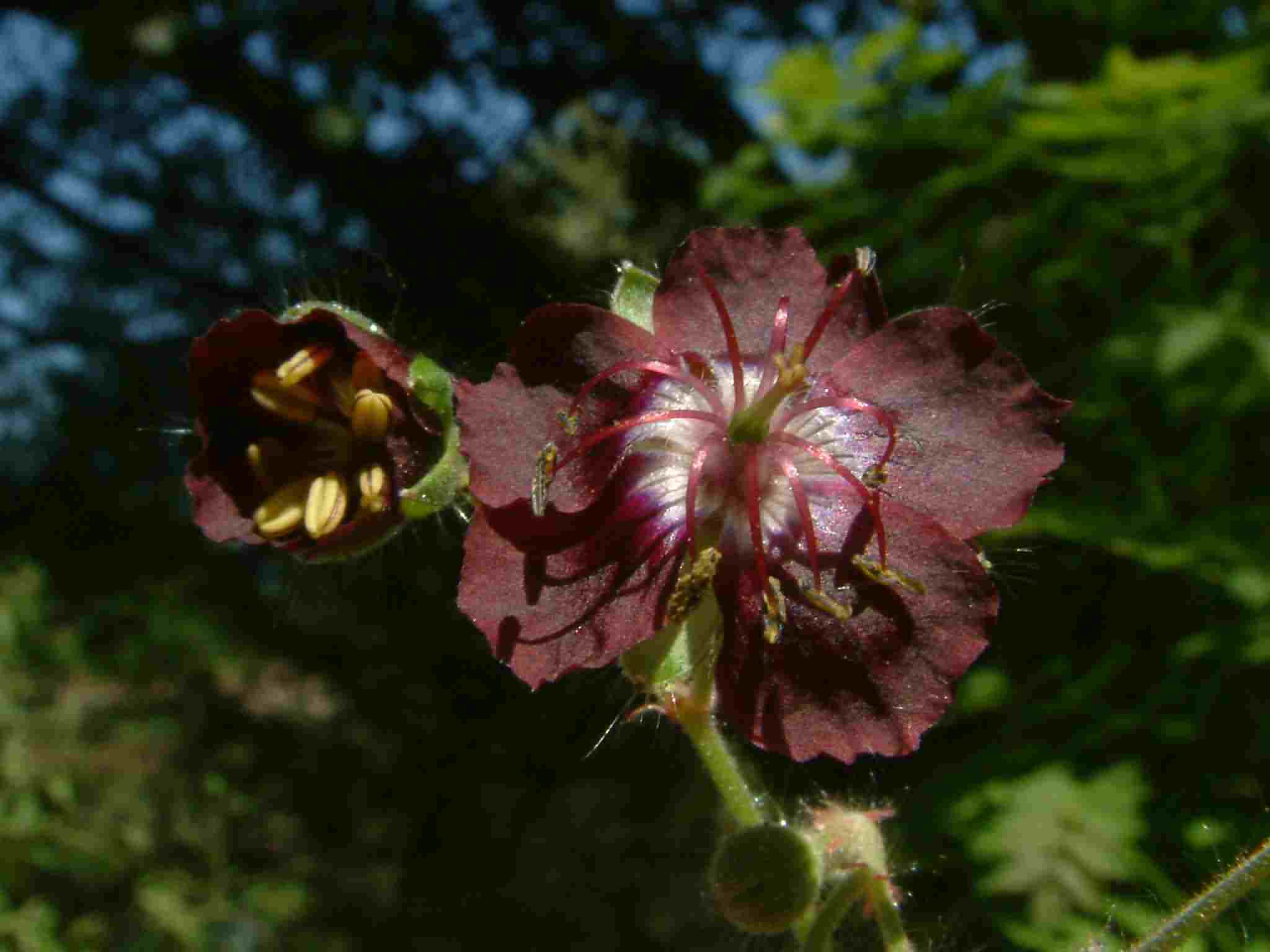 Geranium phaeum 3